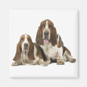 Imã Ímã de Basset Hound