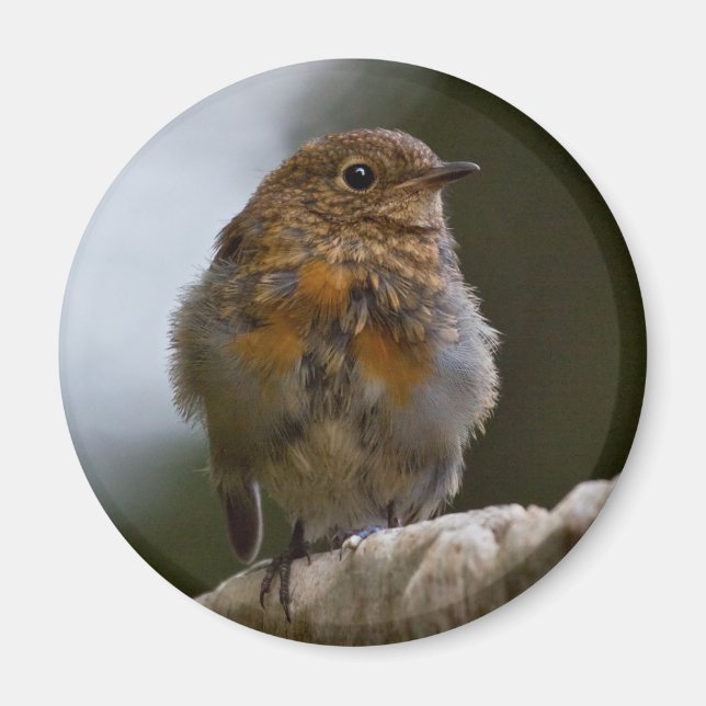 Imã Ímã de Bebê Robin (Frente)