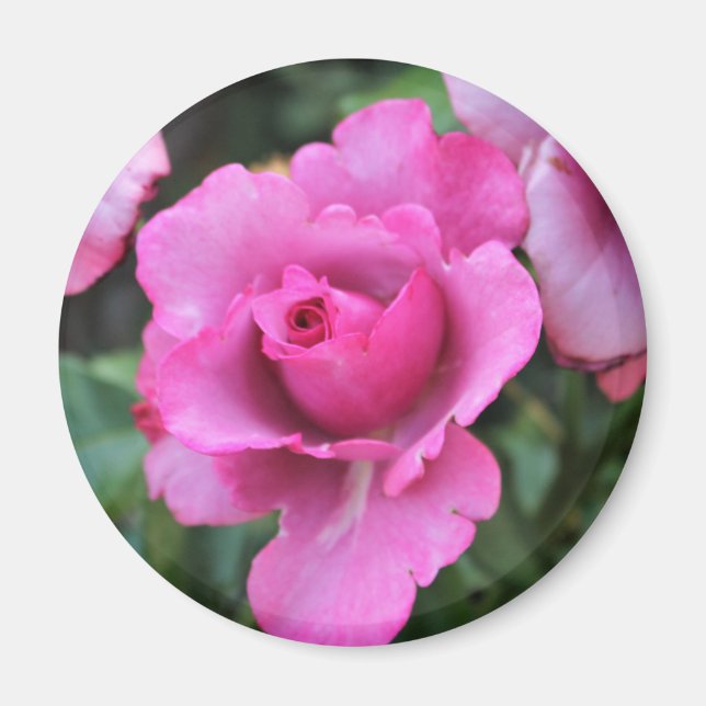 Imã Ímã de Beijo de uma Rosa (Frente)