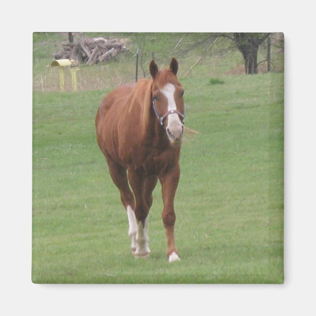 Imã ímã de beleza de cavalo (Frente)