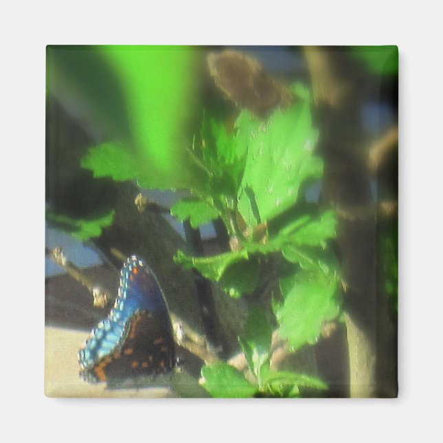 Imã Ímã de Borboleta Azul (Frente)