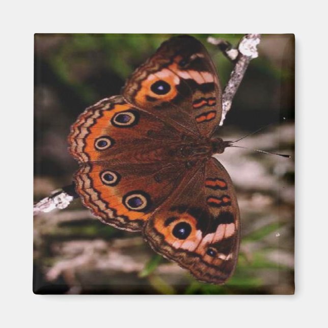 Imã ímã de borboleta de asa laranja (Frente)