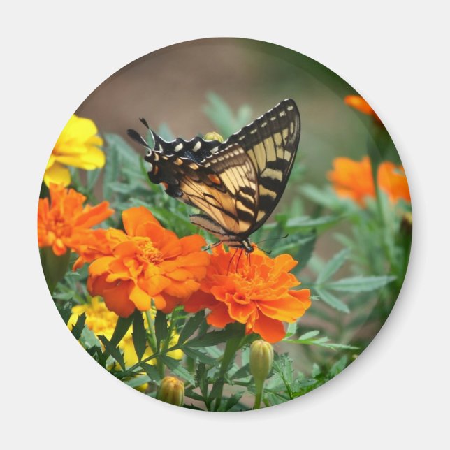 Imã Ímã de Borboleta em Flores Laranjas e Amarelas (Frente)
