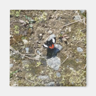 Imã ímã de borboleta pequena