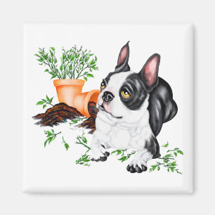 Imã Ímã de Boston Terrier Malandro
