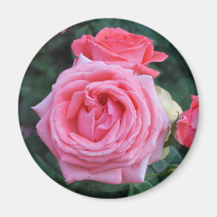 Imã Ímã de Botões de Rosa Rosa
