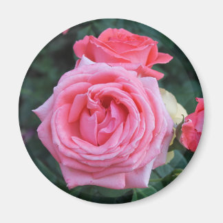 Imã Ímã de Botões de Rosa Rosa
