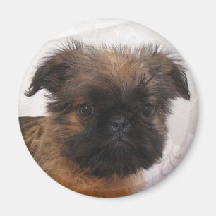 Imã Ímã de Brussell Griffon
