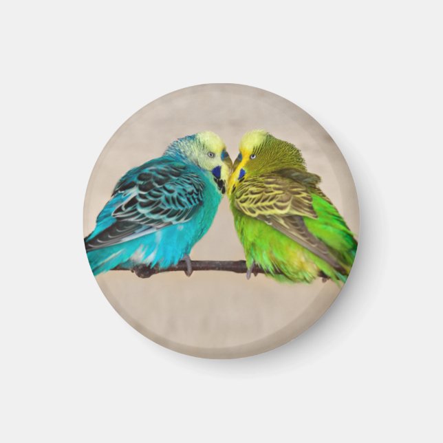 Imã Ímã de Budgies Apaixonados (Frente)