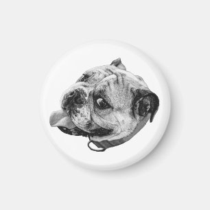Imã Ímã de Bulldog Gentil