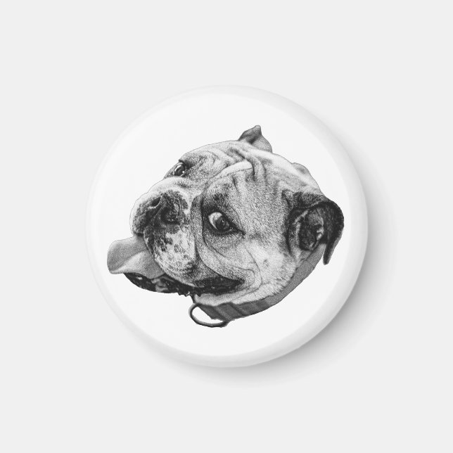 Imã Ímã de Bulldog Gentil (Frente)