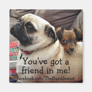 Imã Ímã de Bumblesnot: You've obteve um amigo em mim