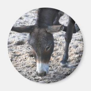 Imã Ímã de Burro