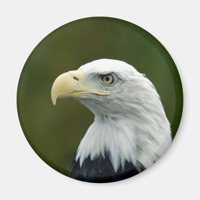 Imã ímã de cabeça de Águia Americana (Frente)