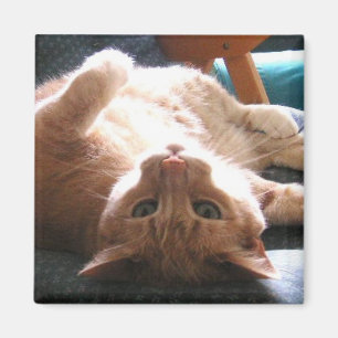 Imã Ímã de cabeça para baixo do gato
