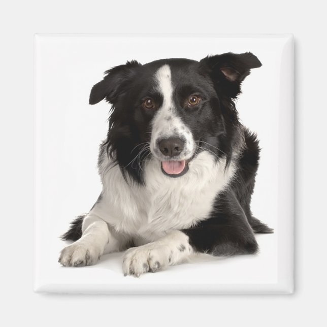 Imã Ímã de Cachorrinho Border Collie Preto e Branco (Frente)