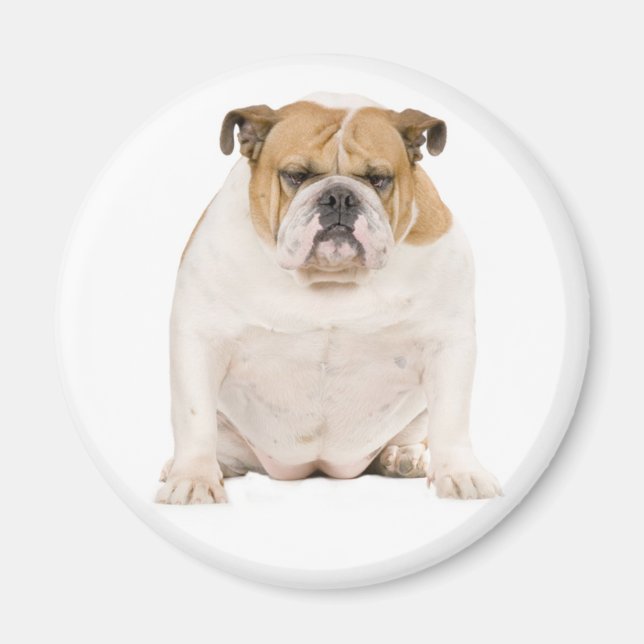 Imã Ímã de Cachorrinho Bulldog Inglês (Frente)