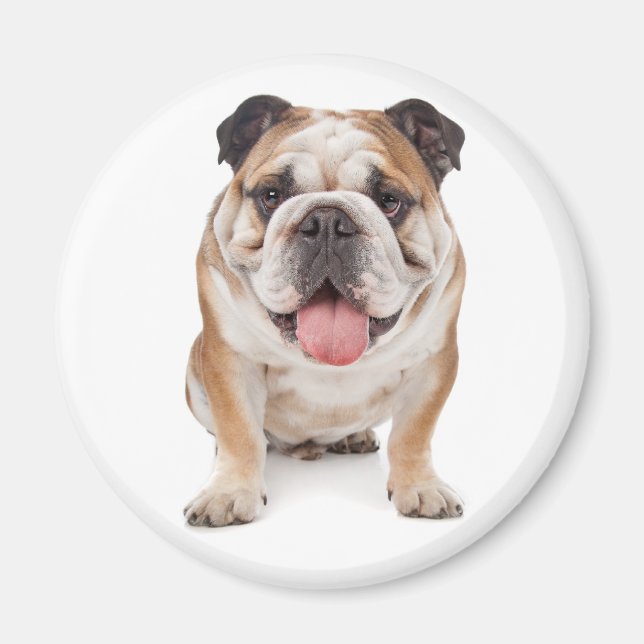 Imã Ímã de Cachorrinho Bulldog Inglês (Frente)
