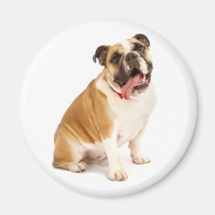 Imã Ímã de Cachorrinho Bulldog Inglês