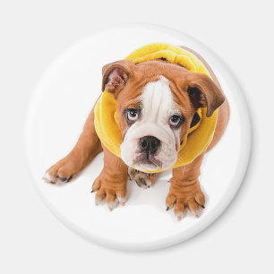 Imã Ímã de Cachorrinho Bulldog Inglês