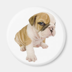 Imã Ímã de Cachorrinho Bulldog Inglês