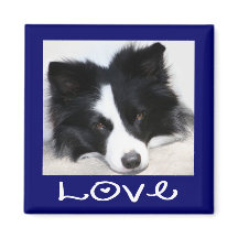 Ímã de Cachorro Border Collie Preto e Branco Amoro
