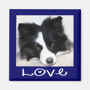 Imã Ímã de Cachorro Border Collie Preto e Branco Amoro