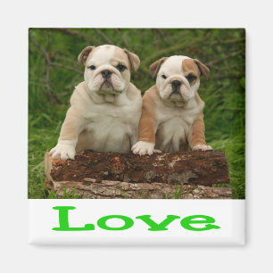 Imã Ímã de Cachorro Bulldog Inglês Verde Adorável