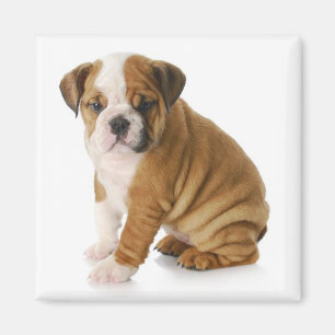 Imã Ímã de Cachorro Cadela Bulldog Inglês Fofo
