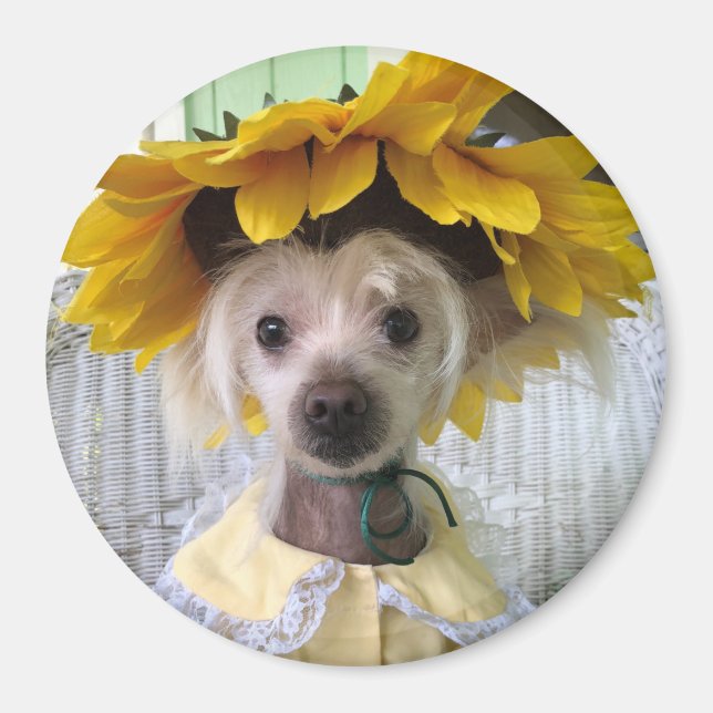 Imã Ímã de Cachorro Engraçado da Raça Chinesa Crestada (Frente)