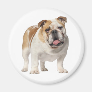 Imã Ímã de Cachorro Inglês Bulldog Filhote