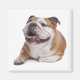 Imã Ímã de Cachorro Inglês Bulldog Filhote Amor