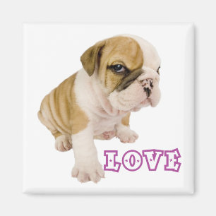 Imã Ímã de Cachorro Inglês Bulldog Filhote Amor