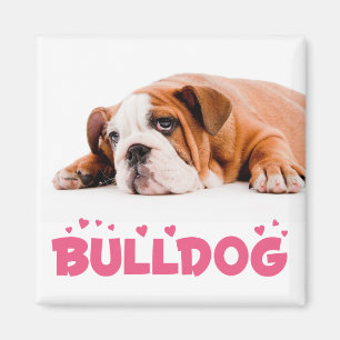 Imã Ímã de Cachorro Inglês Bulldog Filhote Amor