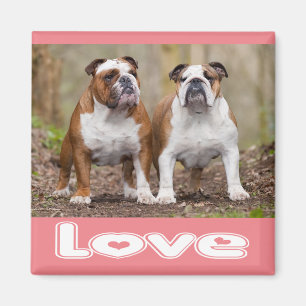 Imã Ímã de Cachorro Inglês Bulldog Rosa de Amor
