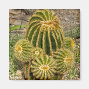 Imã Ímã de Cactus