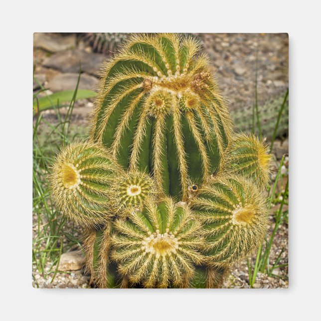 Imã Ímã de Cactus (Frente)