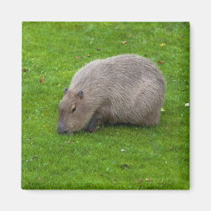 Imã Ímã de Capivara