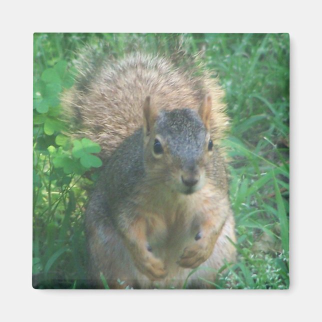 Imã ímã de cauda (Frente)