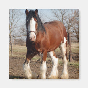 Imã Ímã de Clydesdale