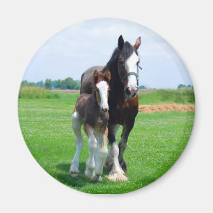Imã Ímã de Clydesdale e de potro