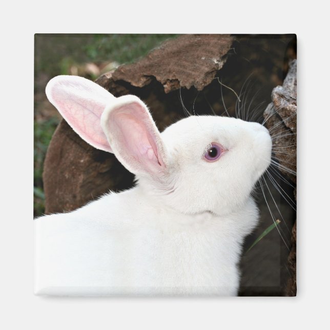 Imã ímã de coelho (Frente)