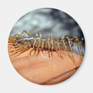 Imã Ímã de Coleoptrata do Scutigera