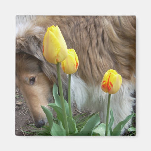 Imã Ímã de Collie e Tulipas