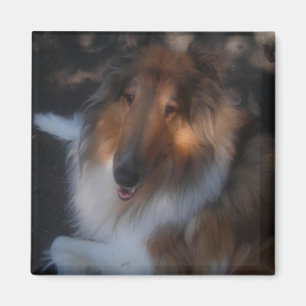 Imã ímã de collie grosso