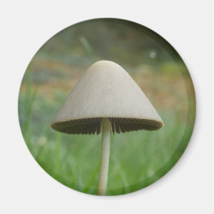 Imã Ímã de Conocybe rickenii Cogumelo Magnet