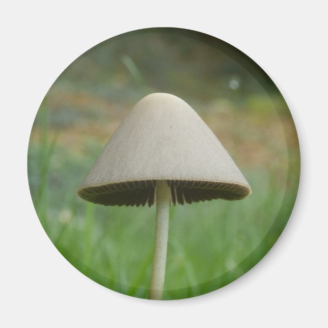 Imã Ímã de Conocybe rickenii Cogumelo Magnet (Frente)