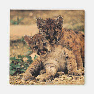 Imã Ímã de Cubs de tigre