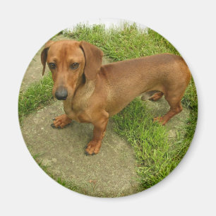 Imã Ímã de Daschund