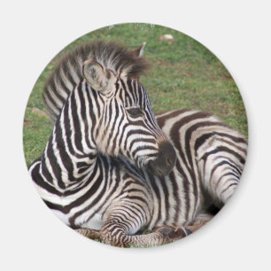 Imã Ímã de descanso da zebra